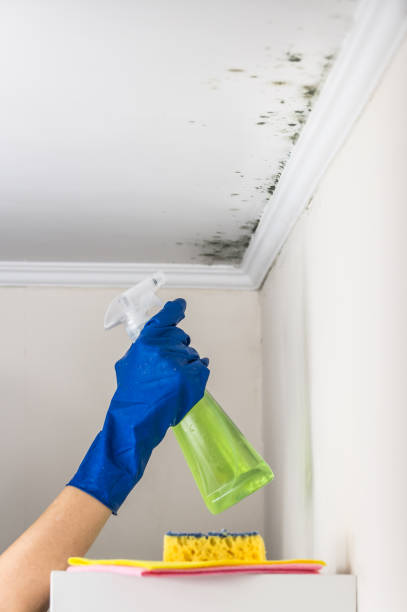 Best Biohazard Mold Removal  in Parowan, UT